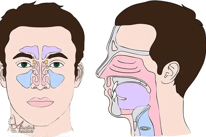علائم بزرگی و تورم شاخک های بینی